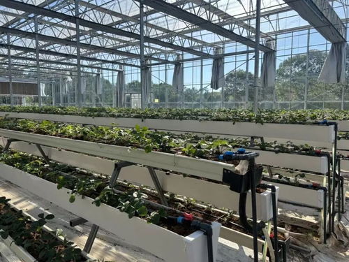 白鶴草莓香飄四溢，植物工廠開啟全年果香新紀元